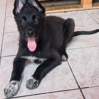 Cuccioli Lupo Cecoslovacco