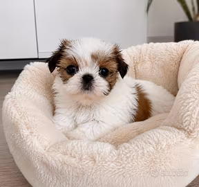 Maltipoo mini