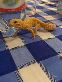Geco leopardino