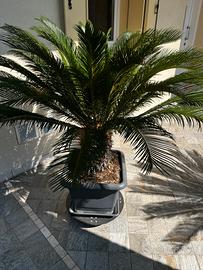 Cycas