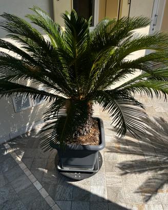 Cycas