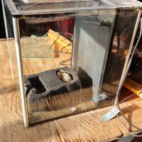 acquario fluval 10 litri