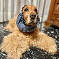 Snood Paraorecchie Cocker Regolabile in Cotone