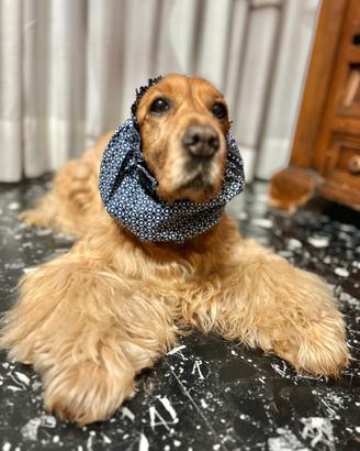 Snood Paraorecchie Cocker Regolabile in Cotone