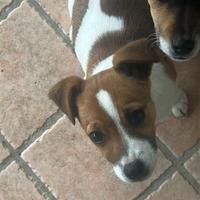 Cuccioli jack russel