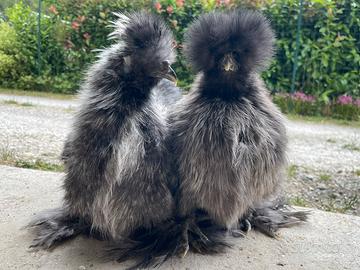 Moroseta perniciato argento