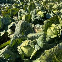 Cavoli cappucci da crauti