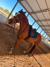 Cavallo da salto