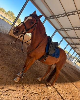 Cavallo da salto