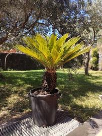 Pianta Cycas Revoluta in vaso