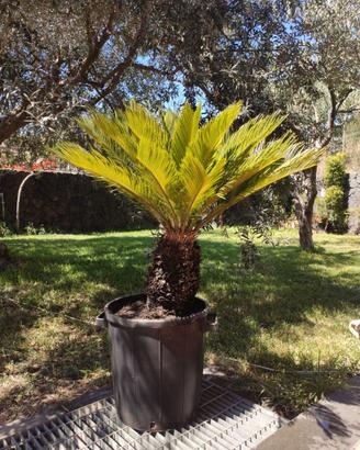 Pianta Cycas Revoluta in vaso
