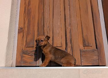 Cuccioli meticci piccoli