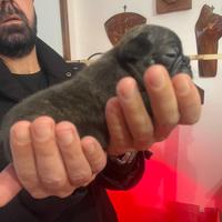 Bull dog francese