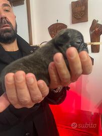 Bull dog francese