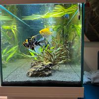 Acquario Juwel 180 litri