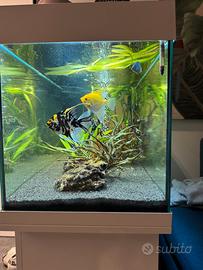Acquario Juwel 180 litri