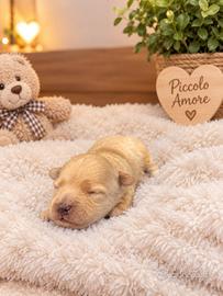 Maltipoo splendidi genitori testati e con pedigree