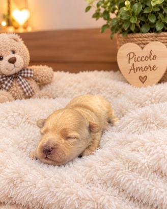 Maltipoo splendidi genitori testati e con pedigree