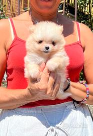 POMERANIA FEMMINA BIANCO "mini"