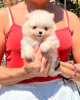POMERANIA FEMMINA BIANCO "mini"