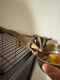 5 Petauri dello zucchero esotici