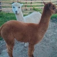 Alpaca maschio stallone
