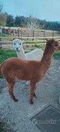 Alpaca maschio stallone