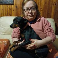 Pincher femmina per accoppiamento