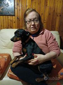 Pincher femmina per accoppiamento