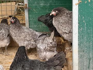 Galline ovaiole ornamentali