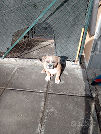 American bully pocket