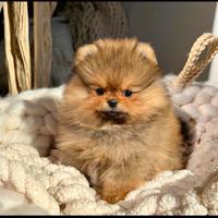 Cuccioli volpini spitz pomerania toy