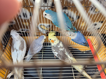 Calopsite e parrocchetti allevati a mano