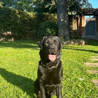 Labrador per monta