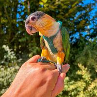 Caicco a testa nera allevato a mano