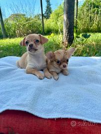 Cuccioli di chihuahua con pedigree enci