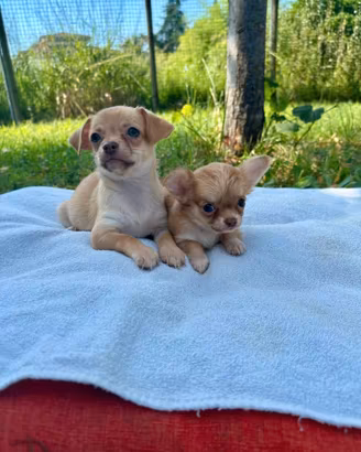 Cuccioli di chihuahua con pedigree enci