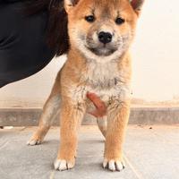 Cuccioli Shiba Inu