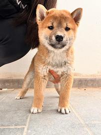 Cuccioli Shiba Inu