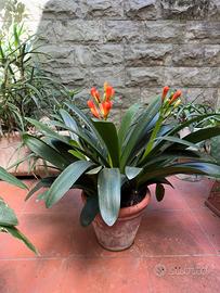 Piante di Clivia