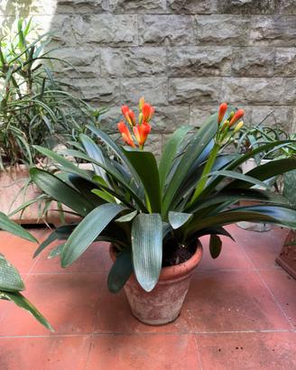 Piante di Clivia