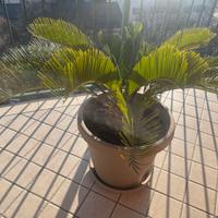 Palma Cycas