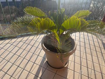 Palma Cycas