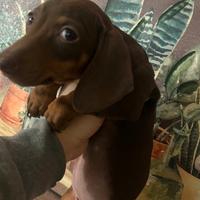 Cucciola di bassotto cioccolato