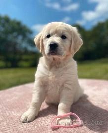 Cucciolata Golden Retriever solo Maschi