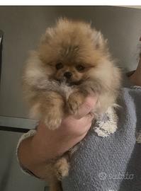 Spitz Pomerania Nano