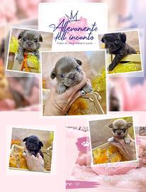 Cucciolata chihuahua prenotabili con pedigree