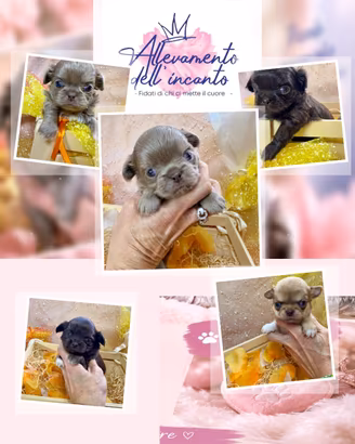 Cucciolata chihuahua prenotabili con pedigree
