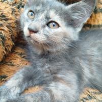Gattino tartarugato