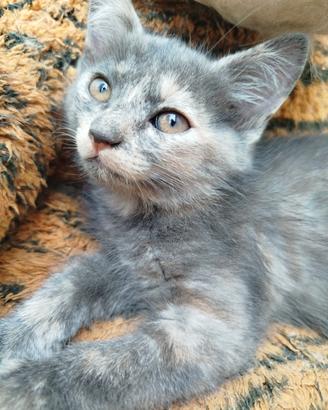 Gattino tartarugato